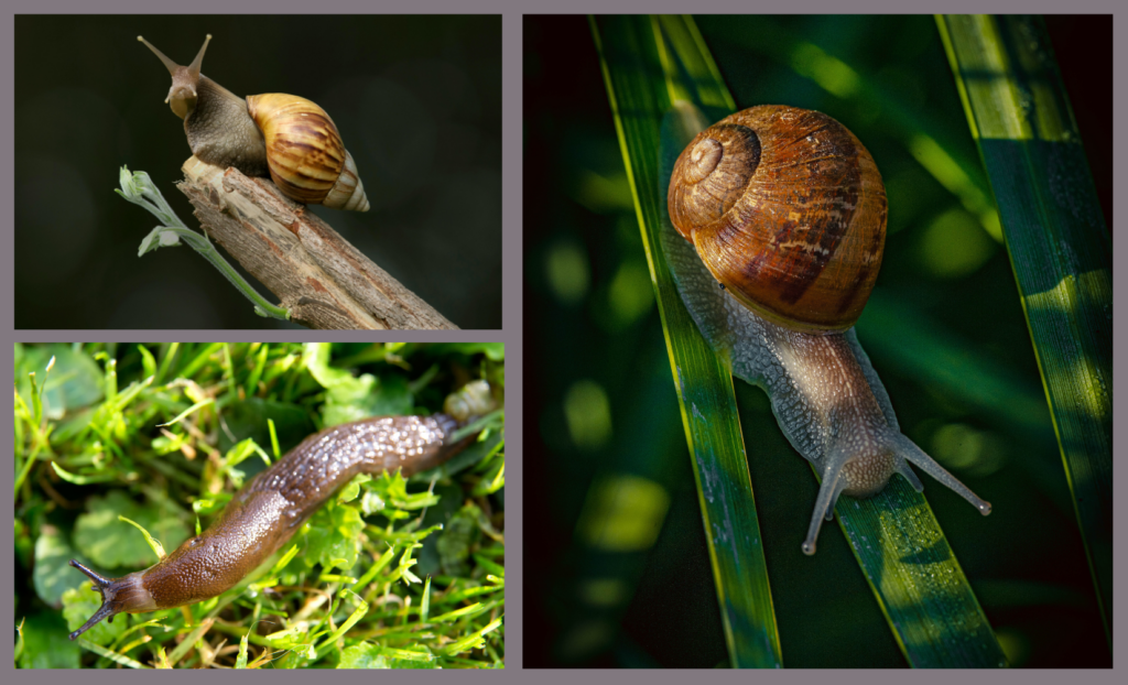 How to Get Rid of Slugs and Snails Naturally Without Chemicals: 8 Easy Steps 1 How to Get Rid of Slugs and Snails Naturally Without Chemicals: 8 Easy Steps TellMeHow 1 How to Get Rid of Slugs and Snails Naturally Without Chemicals: 8 Easy Steps