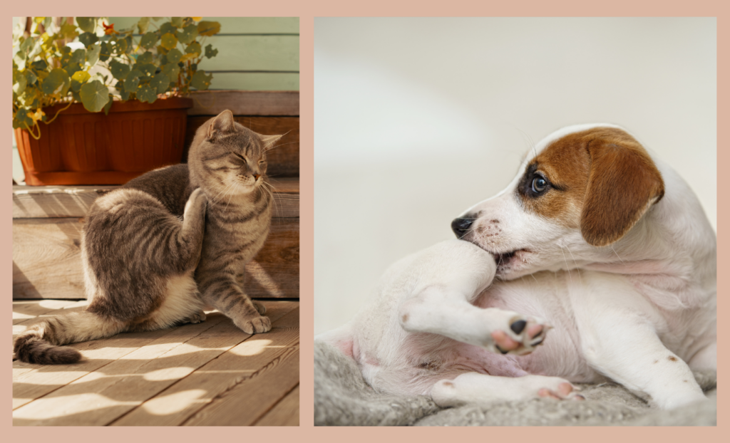 TellMeHow How to Get Rid of Fleas on Pets: 8 Simple Steps for a Flea-Free Home